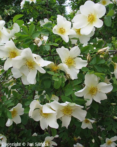 Rosa Pimpinellifolia-Ryhmä 'Linnanmäki'